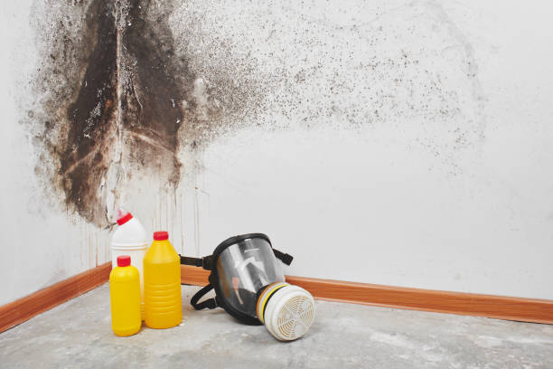 Best Attic Mold Removal  in High Point, NC