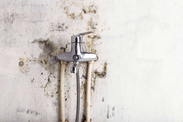 Best Home Mold Removal  in High Point, NC