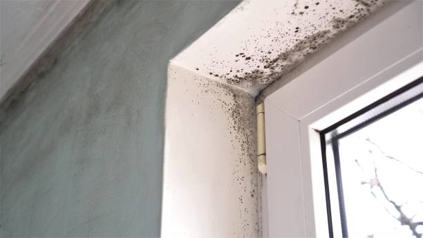 Trusted High Point, NC Mold Removal Experts