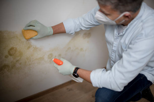Best Toxic Mold Removal  in High Point, NC