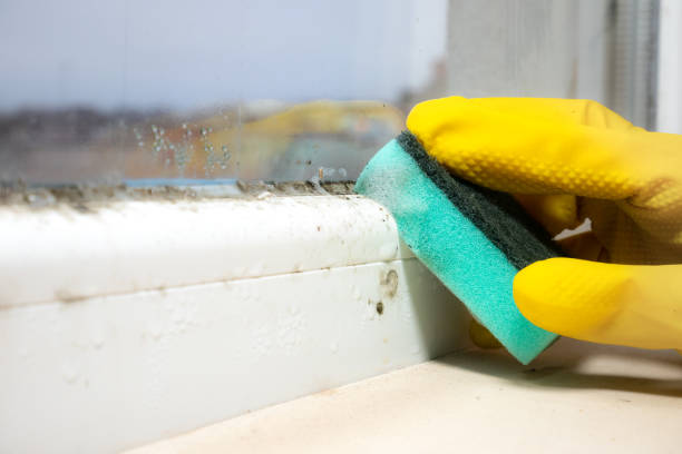 Best Mold Removal Near Me  in High Point, NC