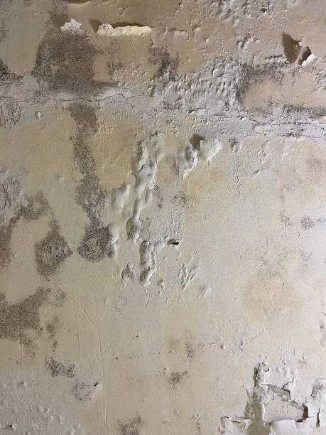 Best Mold Damage Repair  in High Point, NC
