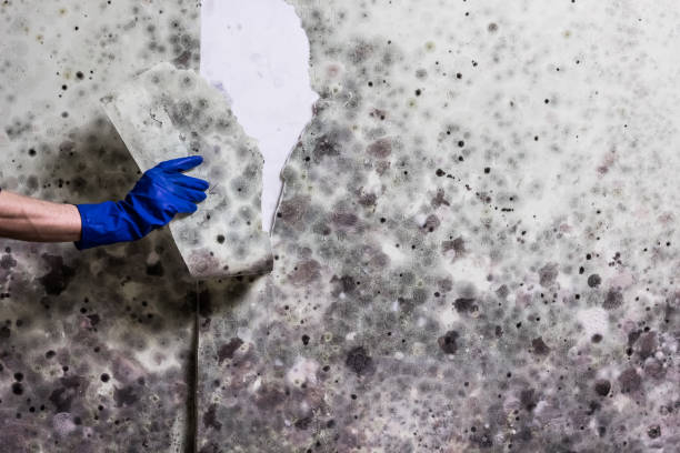  High Point, NC Mold Removal Pros