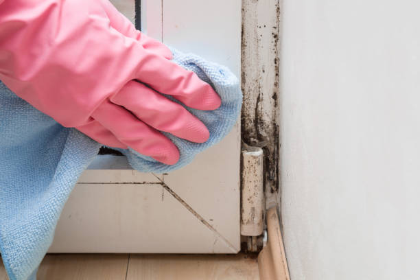 Best Crawl Space Mold Removal  in High Point, NC