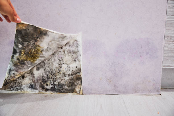 Best Mold Testing  in High Point, NC